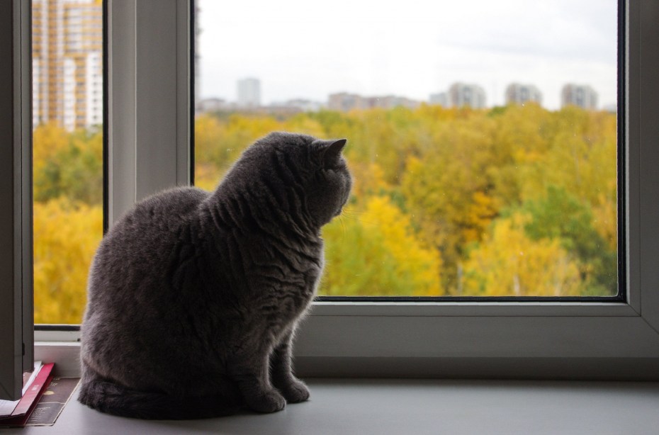 Кошка на подоконнике