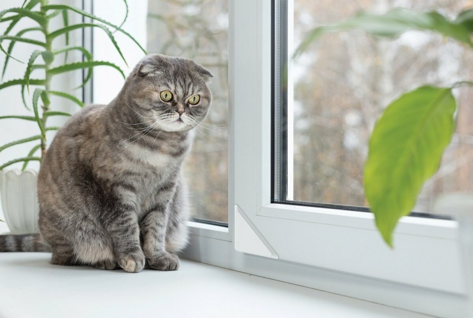 Кот сидит на подоконнике