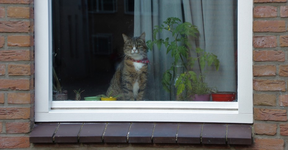 Кошка на подоконнике