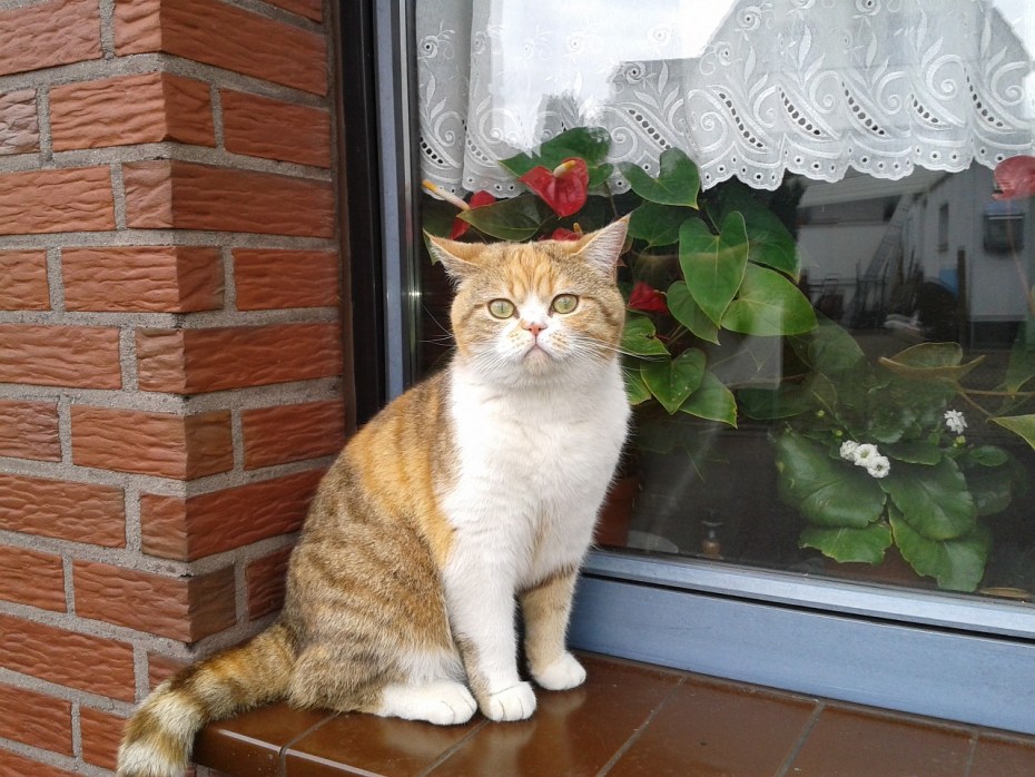 Кошка на подоконнике арт