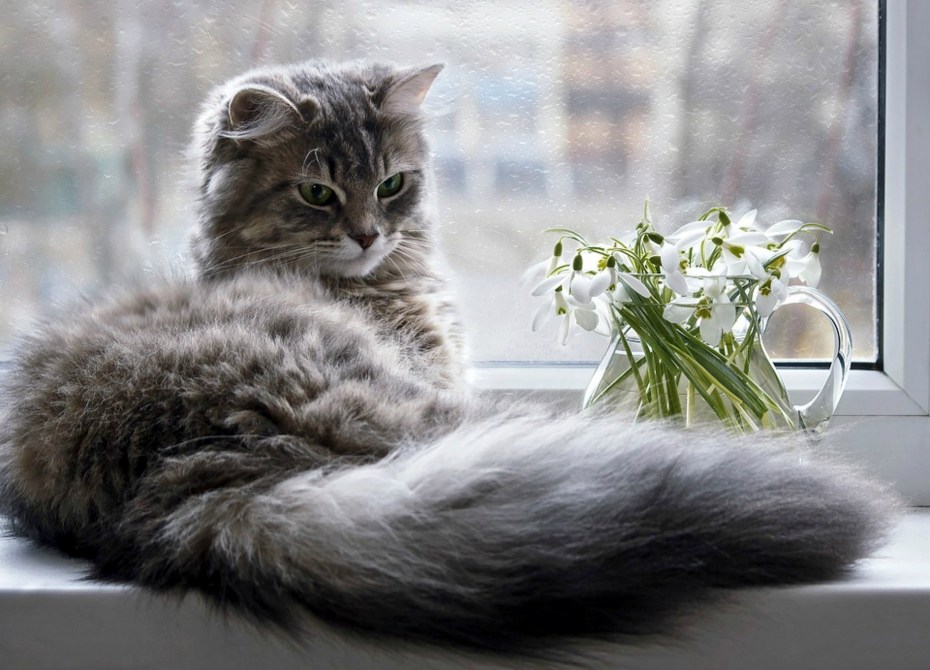 Котенок у окна