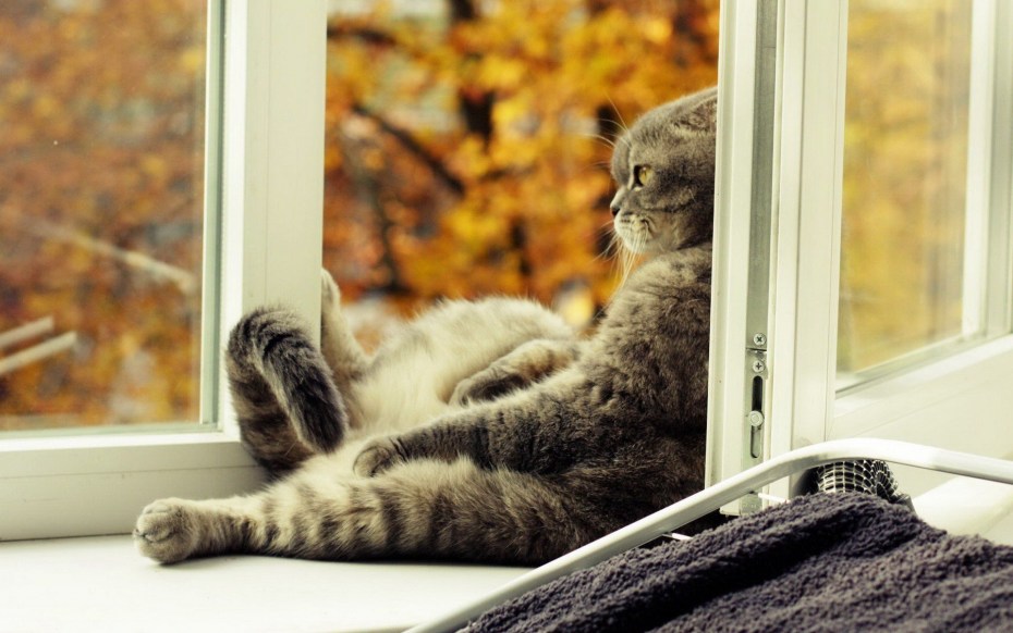 Кошка на подоконнике