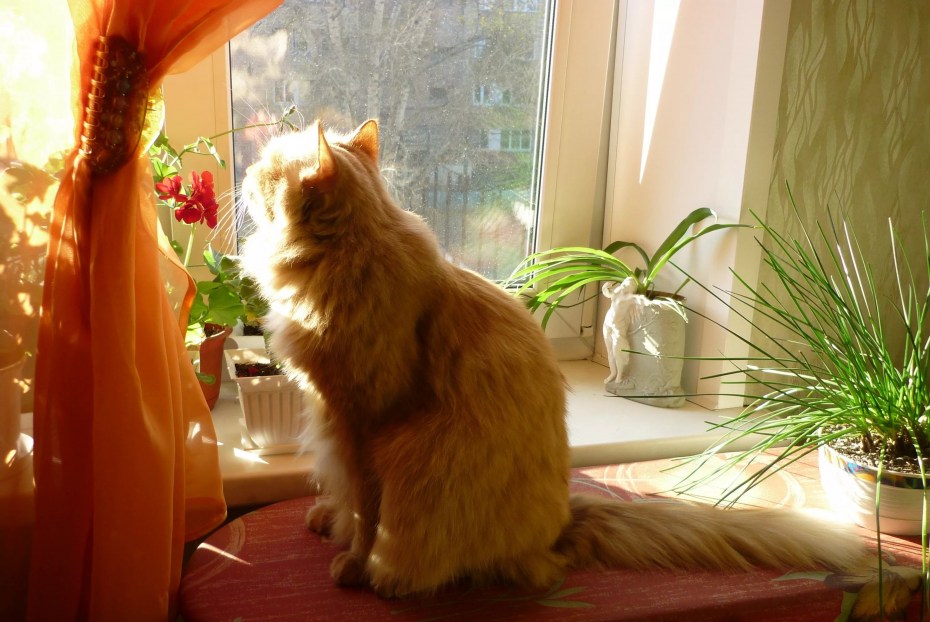 Котик на подоконнике