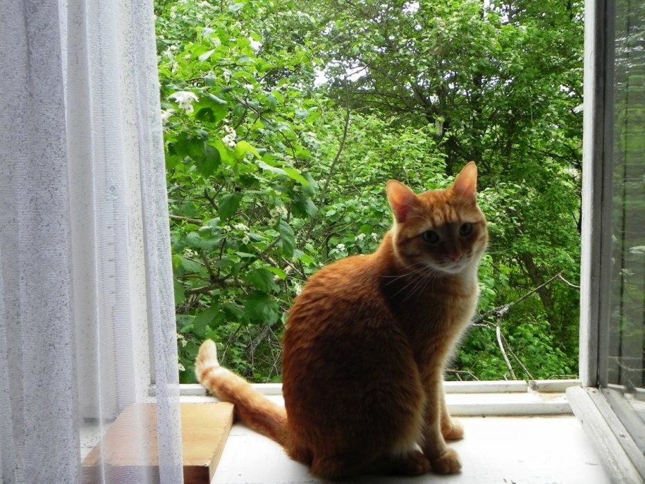 Кот на окне