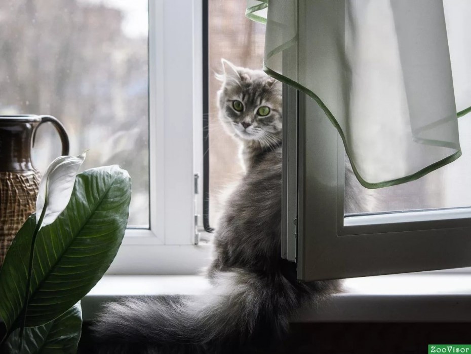 Кошка на подоконнике