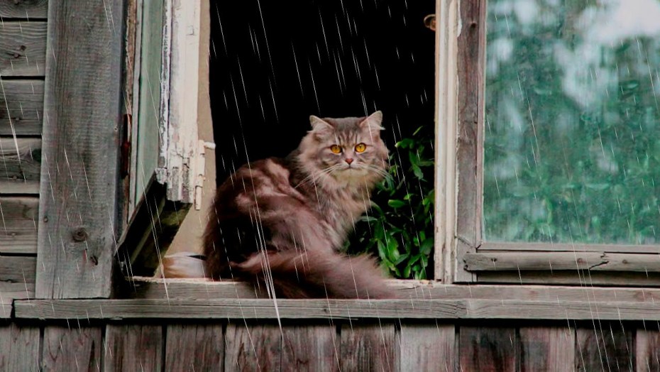 Кот на окне