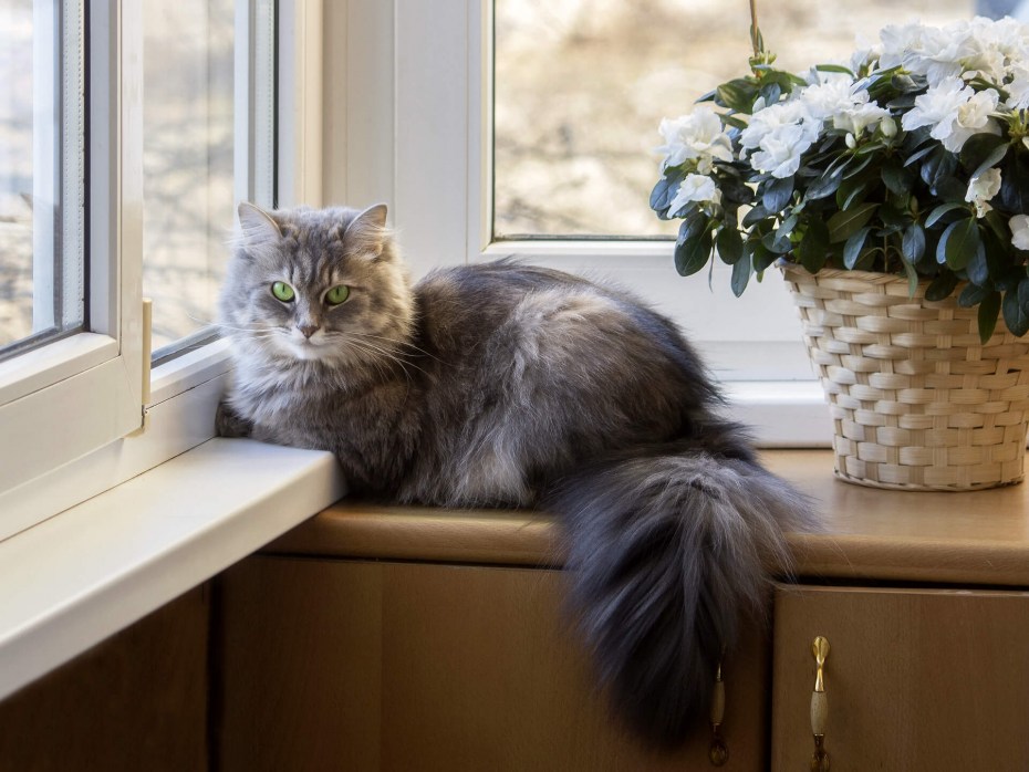 Широкий подоконник с кошками