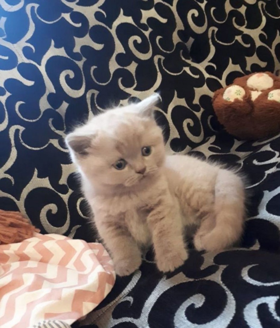 Шотландская прямоухая котенок 1 месяц