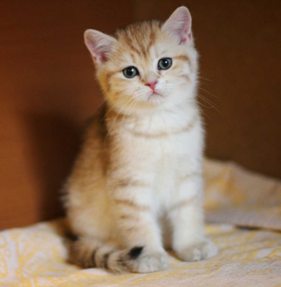 Бежевый котенок