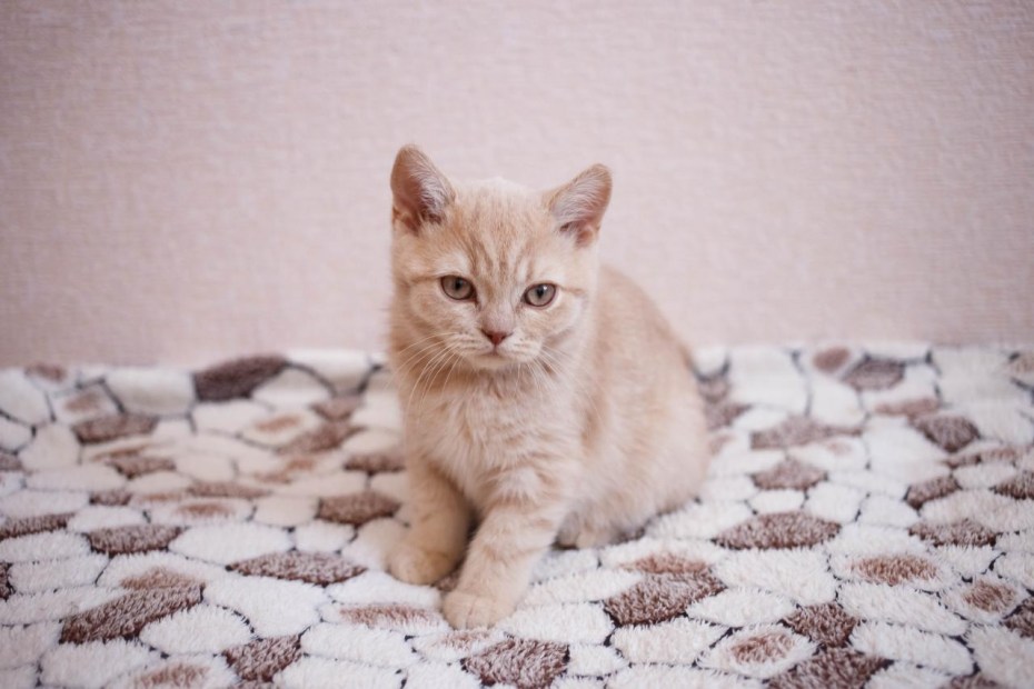 Простые кремовые котята