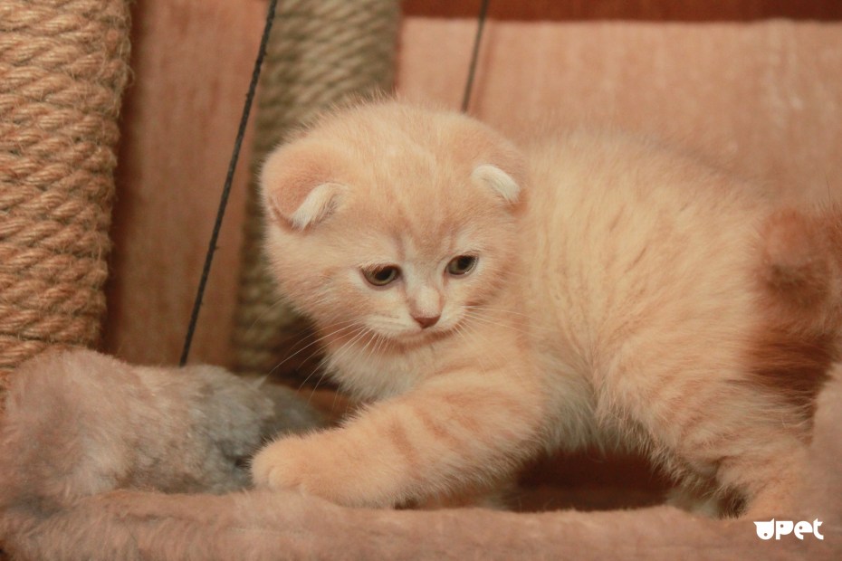 Кот британец рыжий котенок