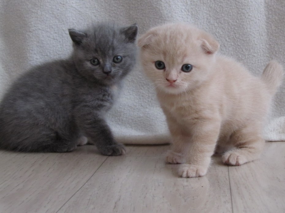 Котёнок британец персик
