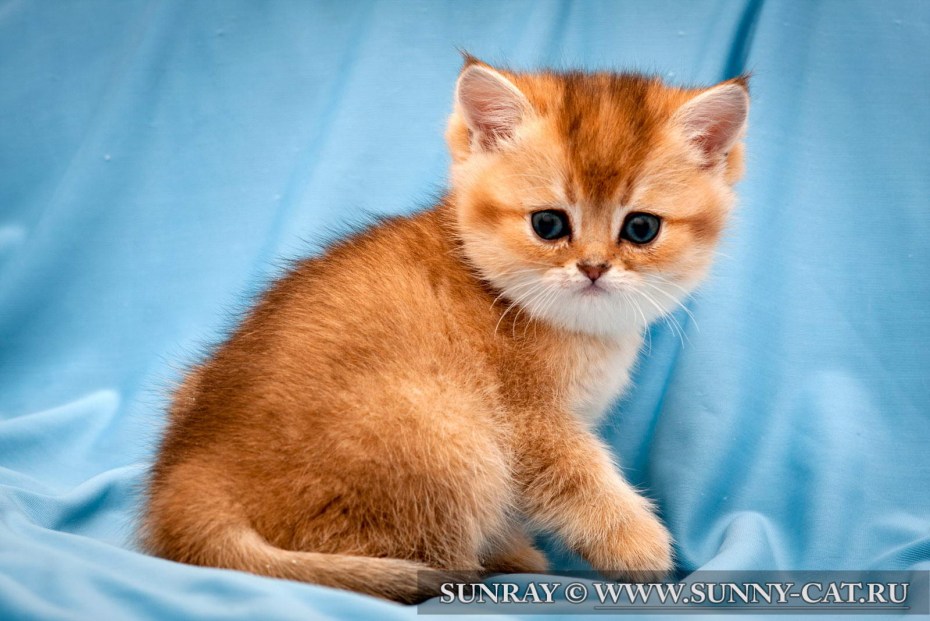 Британская короткошёрстная кошка рыжая котята
