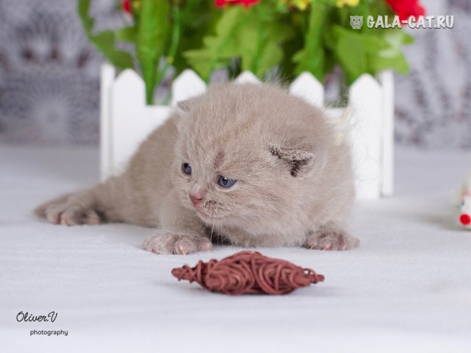 2х недельный британский котёнок