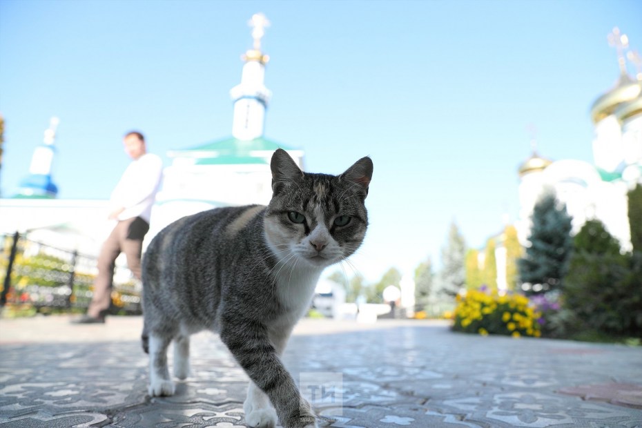 Музей кота Казанского