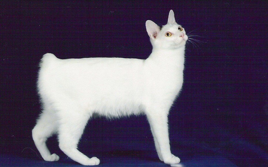 Котенок курильского бобтейла с белым