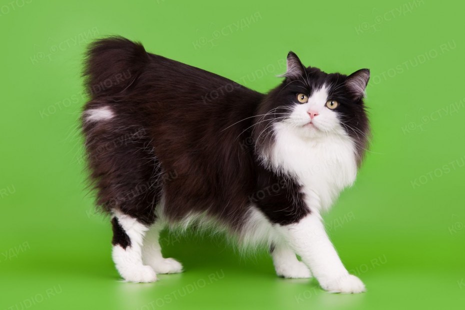 Клички для курильского бобтейла