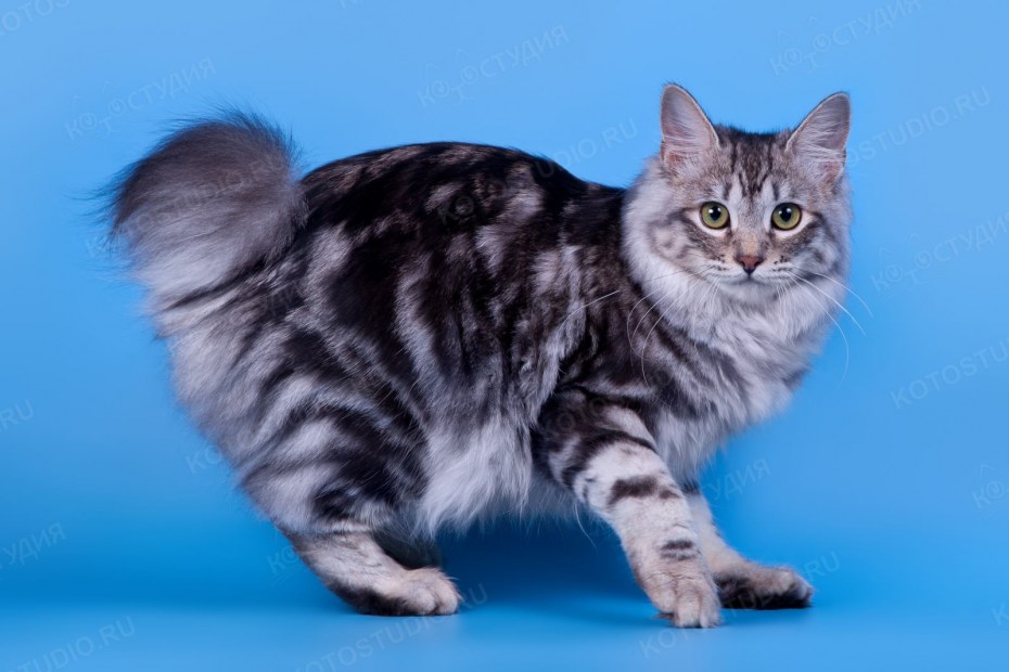 Королевский бобтейл