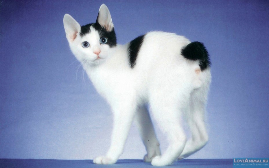 Cat on Goat