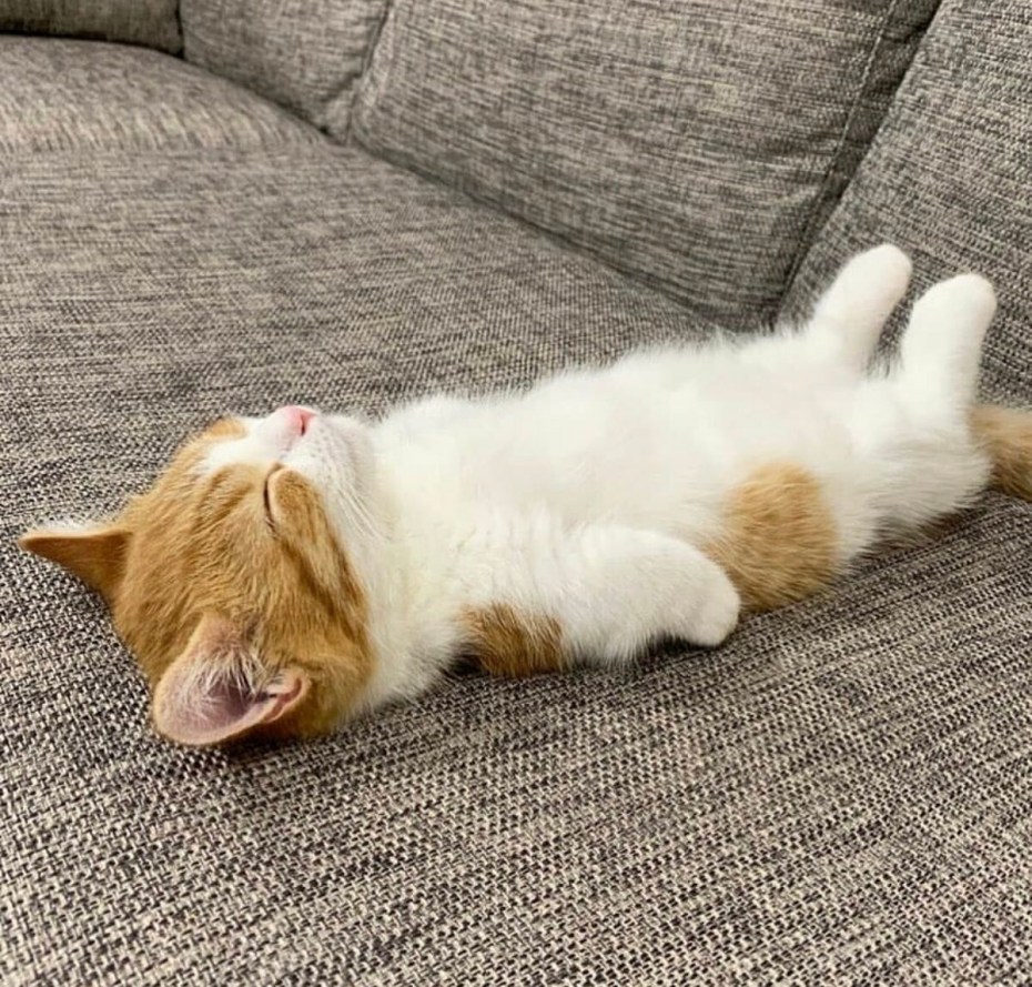 Спящий кот