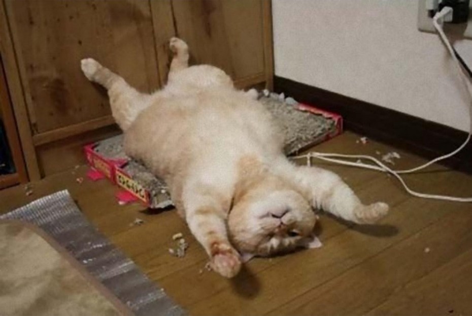 Толстый кот устал