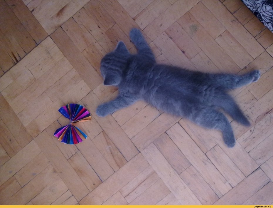 Кошка умоталась смешно