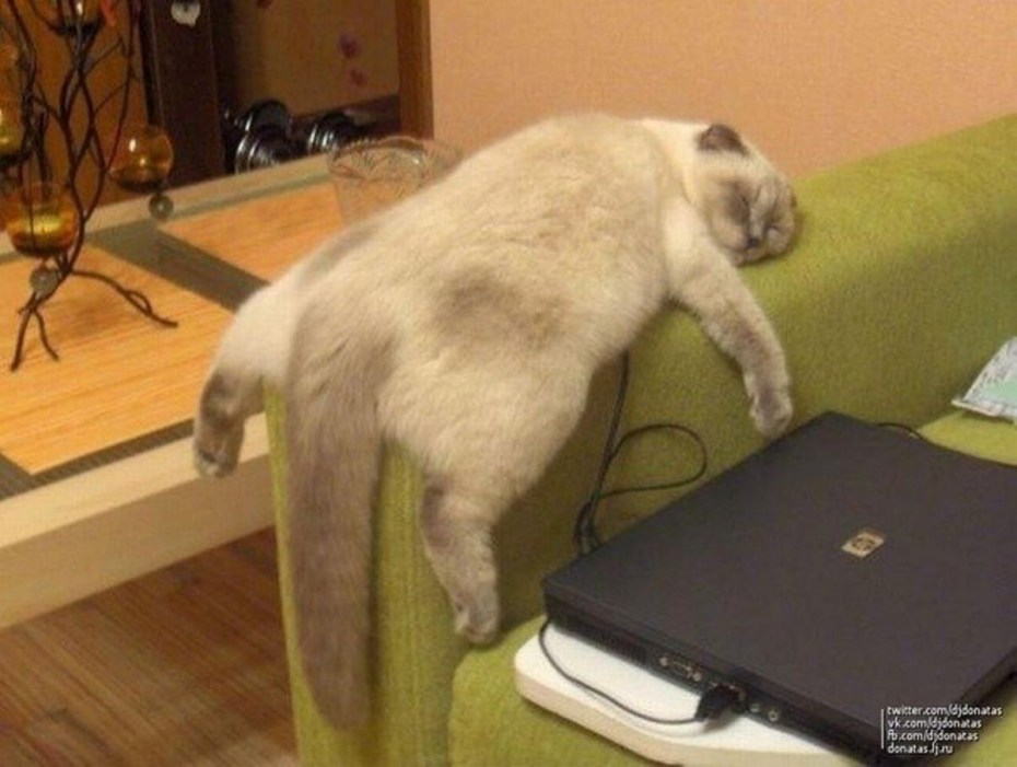 Уставшие коты