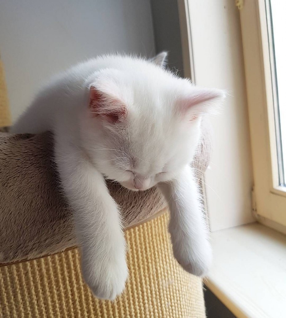 Усталая кошка