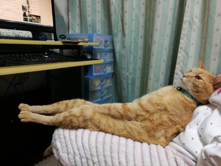 Котэ устал