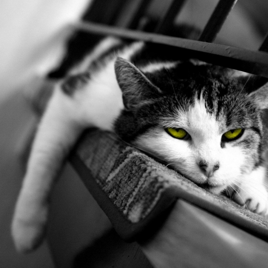 Скучающий кот