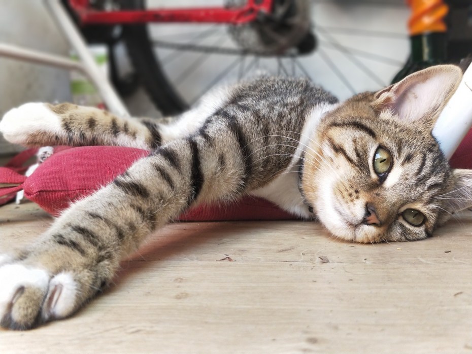Кот устал