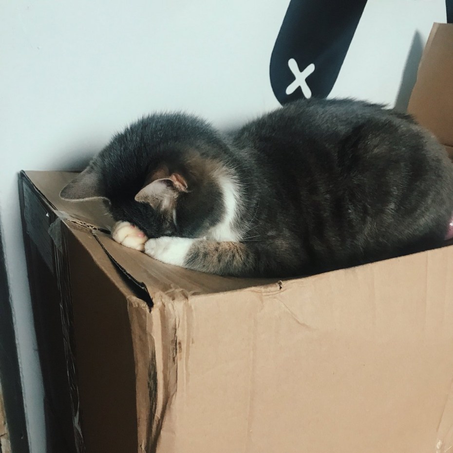 Мой котик устал