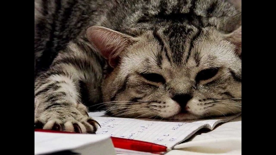 Ленивый кот