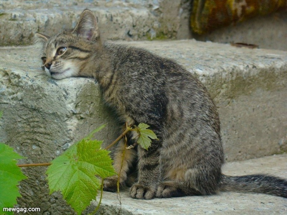 Усталый кот
