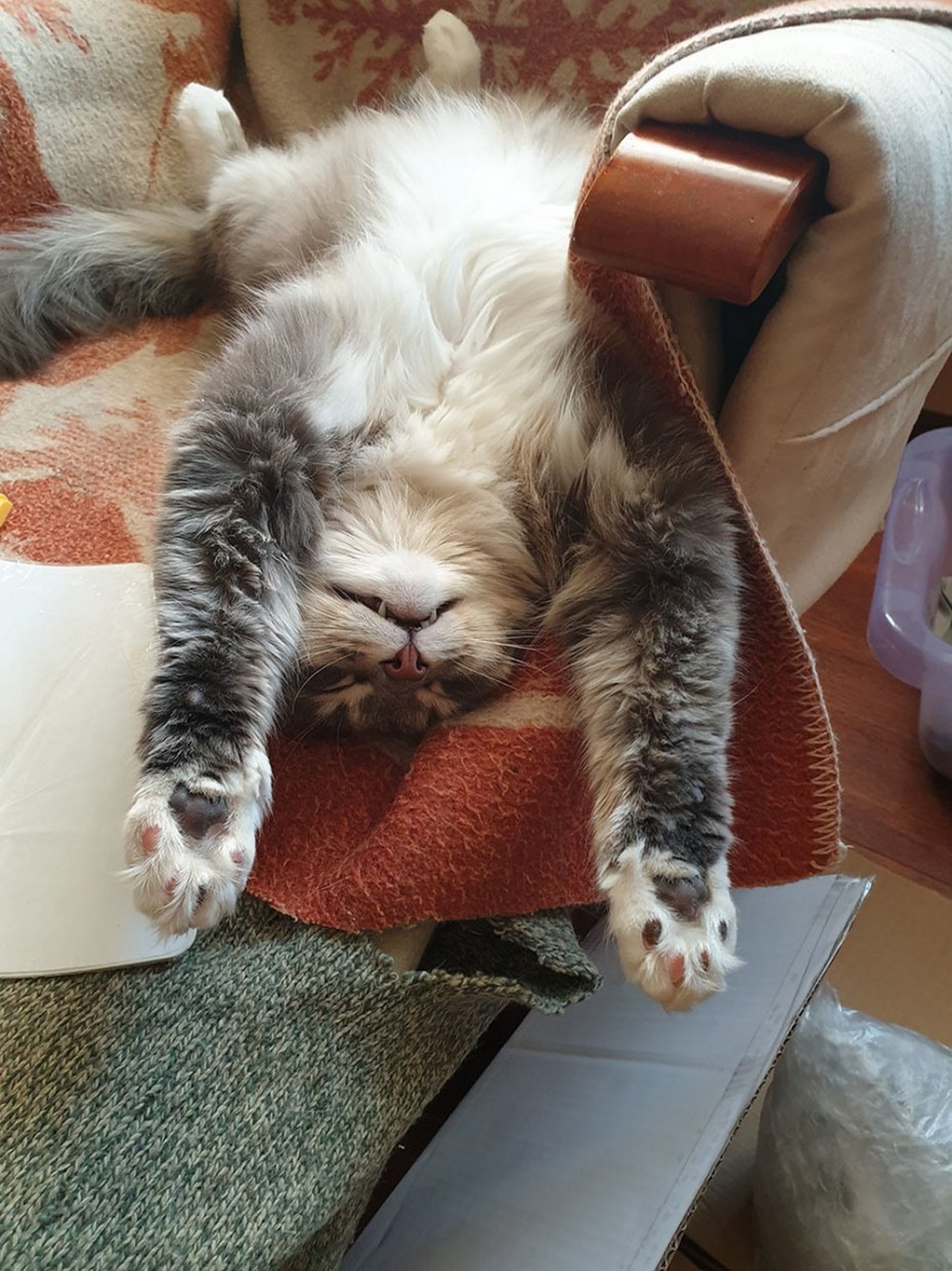 Уставший котик