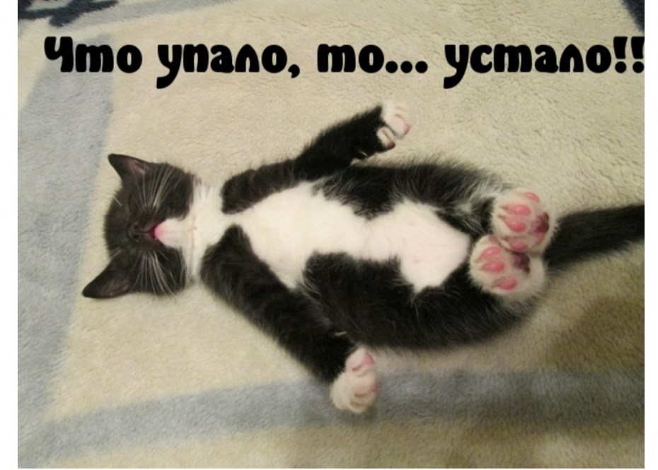 Котенок спит на спине