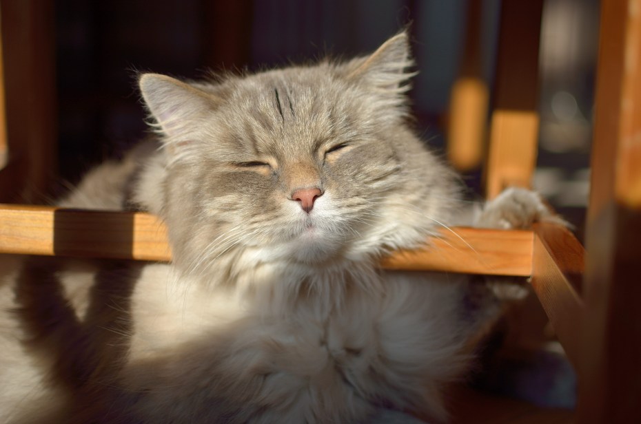 Усталый котенок
