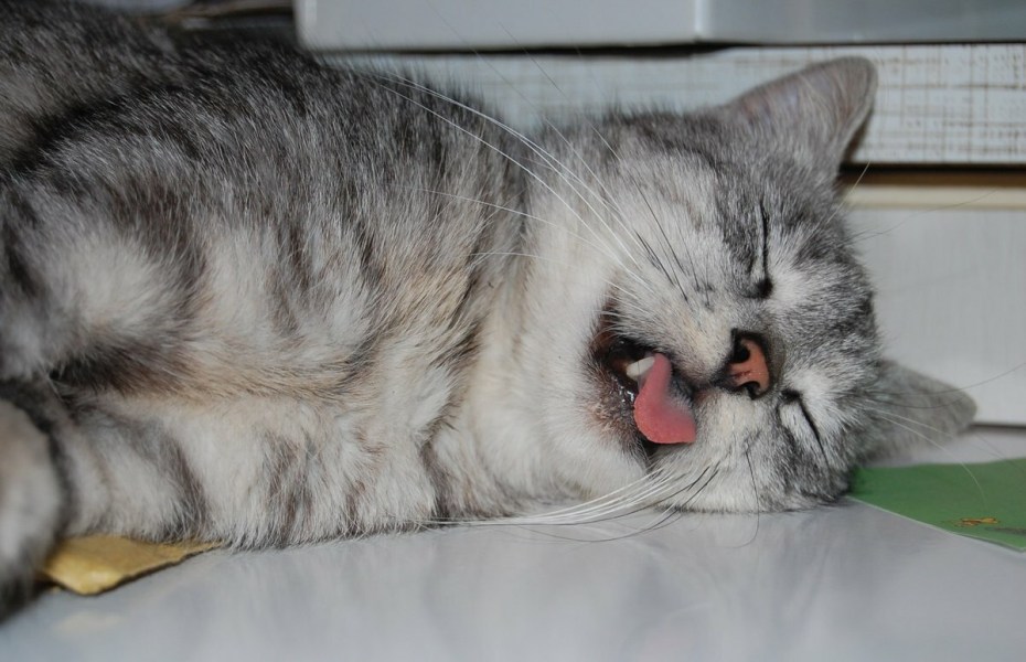 Уставший котик