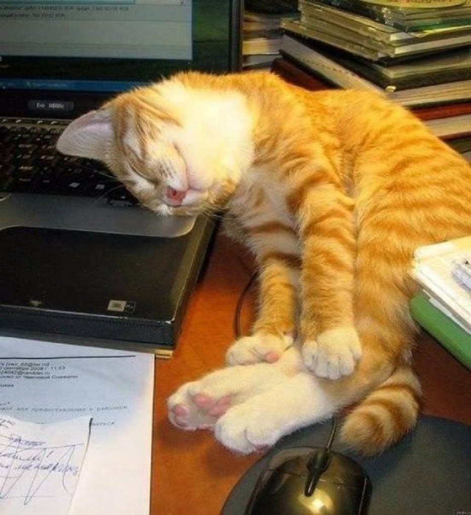 Кот заработался