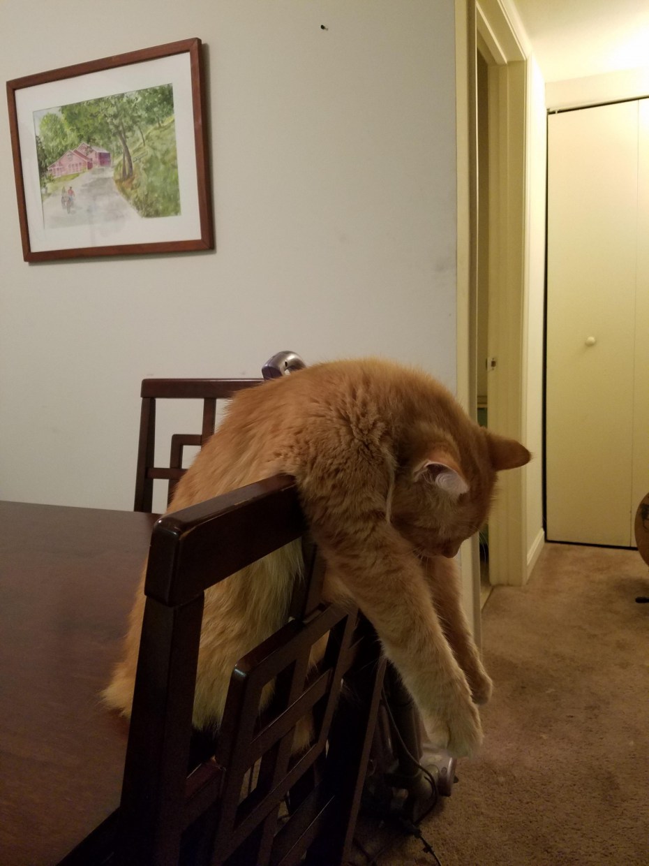 Кот устал