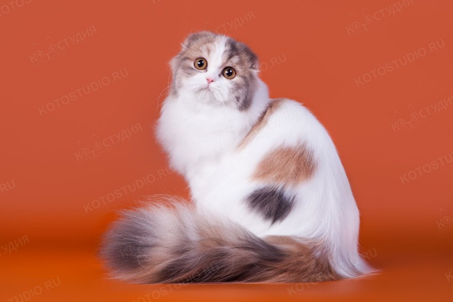 Скоттиш хайленд