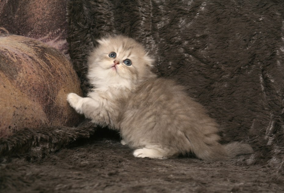 Шотландская вислоухая кошка кремовая длинношерстная