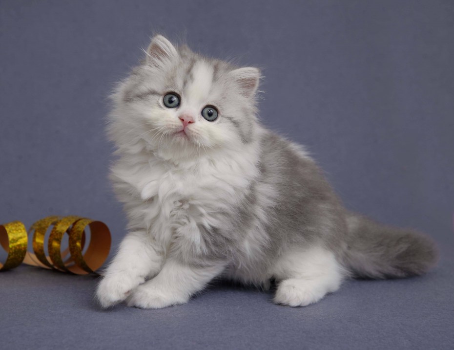 Котята хайленд фолд