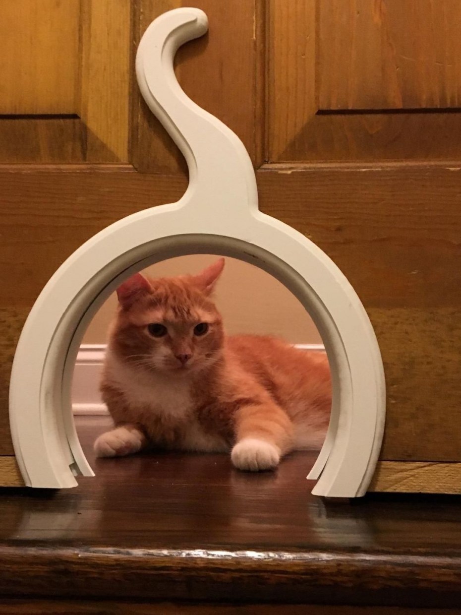 Дверца для кота
