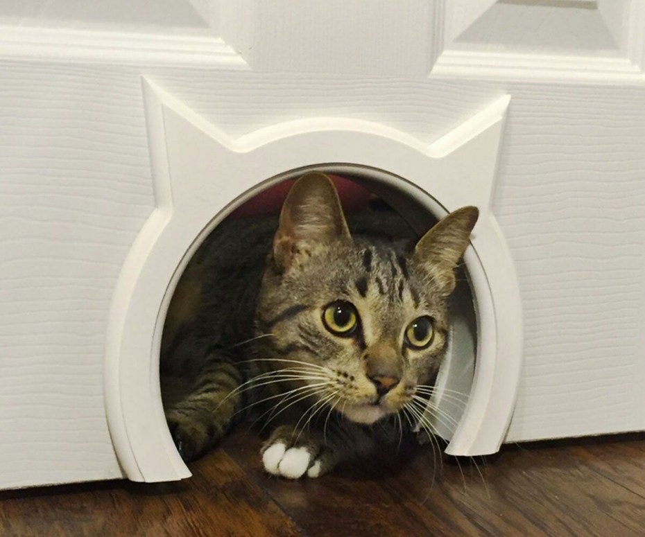 Дверца для кота