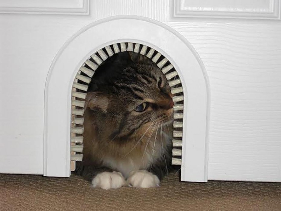 ЛАЗ для кошки