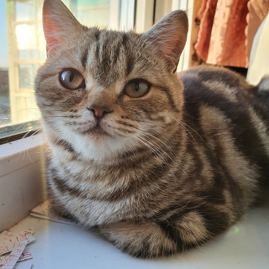 Британский скоттиш страйт полосатый