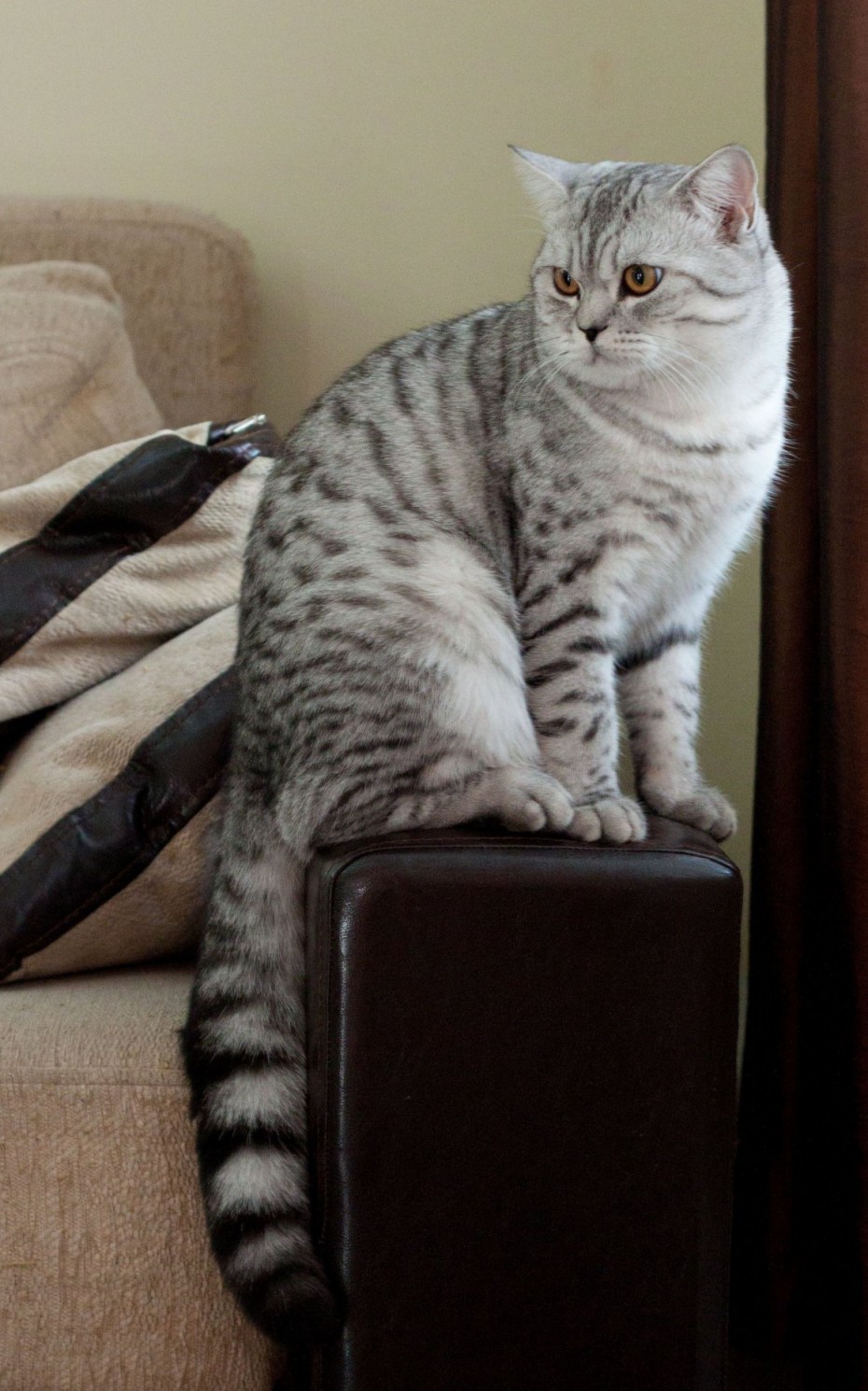 Британский прямоухий кот