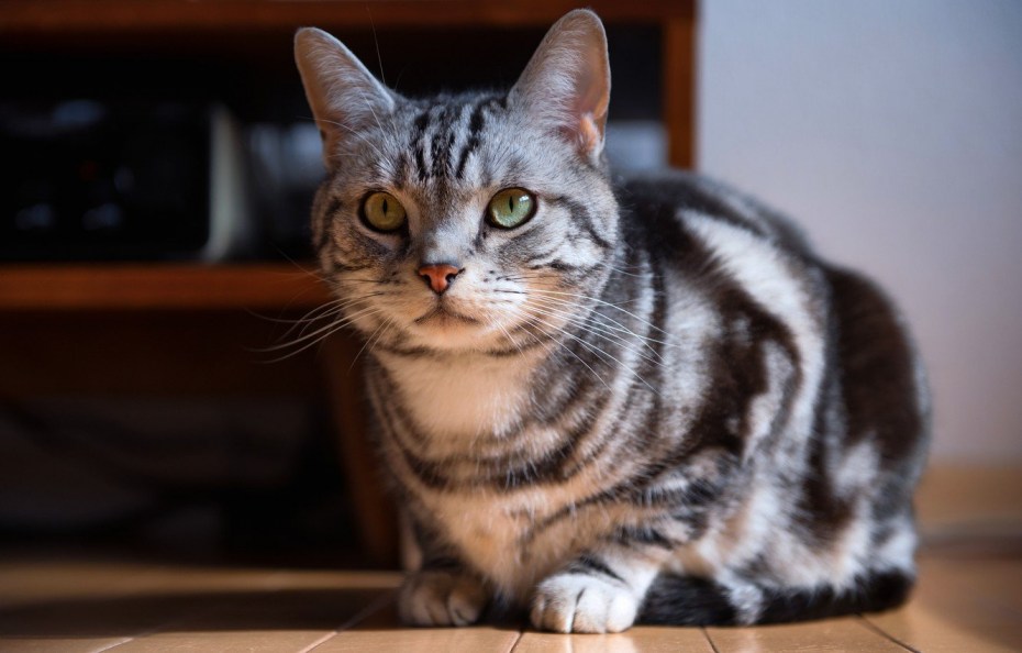 Шотландский скоттиш страйт Браун табби