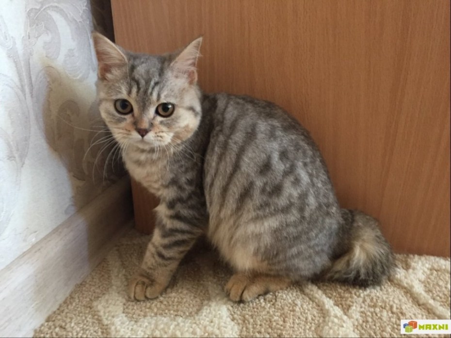 Шотландские прямоухие котята вискас